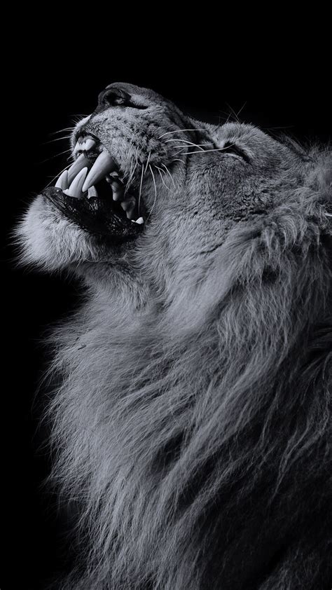 Black Lion Wallpaper 1080p Hupages Download Iphone Wallpapers