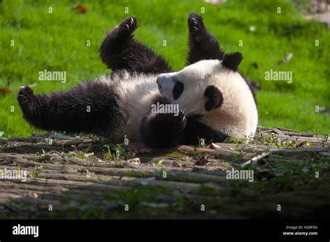 Giant Panda Bears Are Playing In Their Habitat At Bifengxia National