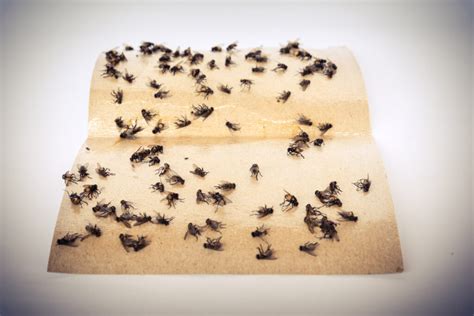 Fly Paper A Guide On How To Make Your Own For Indoor Pests Wrapped