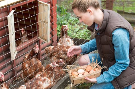10 Common Chicken Keeping Mistakes To Avoid At All Costs