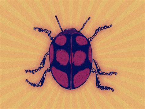 Yellow spotted millipede (or cyanide millipede). Life Cycle of a Ladybug