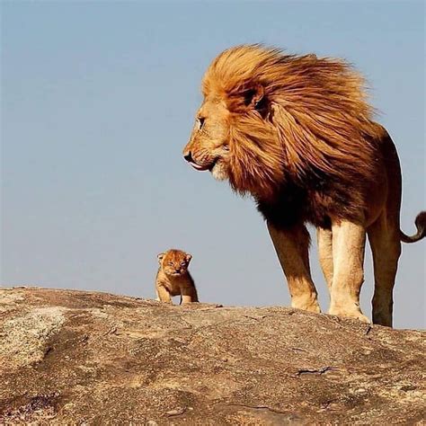 A Lion Dad With His Absolutely Tiny Cub Aww