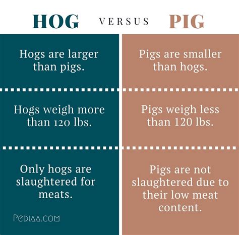 Difference Between Hog And Pig