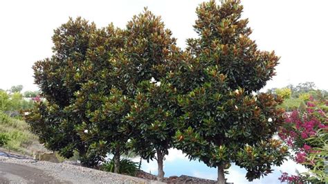 The Best Shade Trees For Florida Landscapes Landcrafters