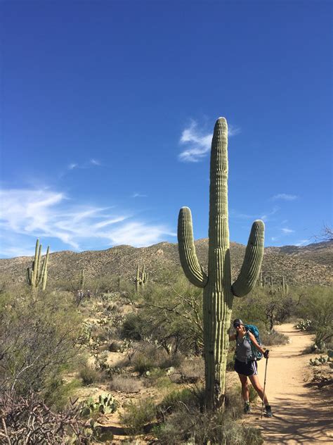 The saguaro cactus only grows naturally in the sonoran desert. Saguaro National Park Cacti