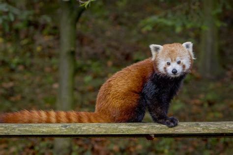 Celebrating Red Pandas Dudley Zoological Gardens