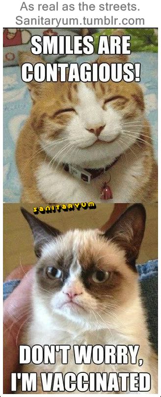 It all started from the project by eric nakagawa and kari unebasami called lolcats. Image result for clean humor memes | Grumpy cat humor, Funny animal memes, Grumpy cat