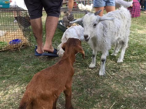 How does that compare to 3 to 4 pounds for a 75 pound goat? Miniature Goats | What you need to know before bringing a ...