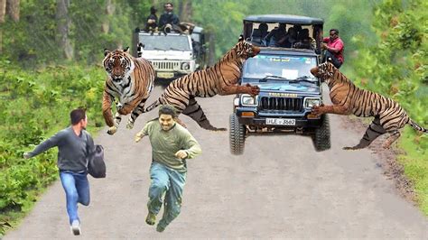 Tigre Ataca Un Veh Culo De Turistas En India Si No Lo Hubieran