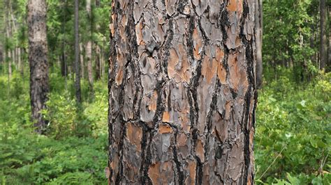 Longleaf Pine Big Thicket National Preserve Us National Park Service