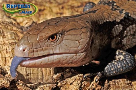 Blue Tongue Skink Care Sheet Reptiles By Mack