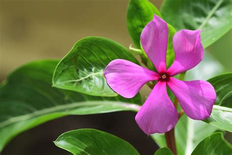 Plant Guide Periwinkle 1000 In 2020 Periwinkle Plant Plant Guide