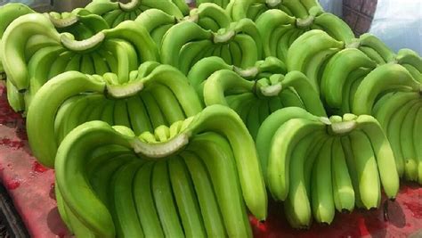 Fresh Bananas Sanjeevani Agro Kolhapur Maharashtra
