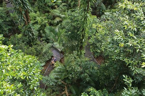 The Top 5 Awe Inspiring Rainforest Hikes Near Cairns Queensland