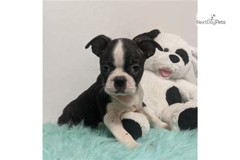 Indicative of its name, the boston terrier originated in boston in 1870, when a man named robert c. Finn: Boston Terrier puppy for sale near Akron / Canton ...
