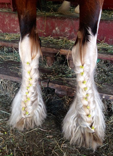 Pin By Mane N Tail Equine On Amazing Equine Braids Horse Mane Braids