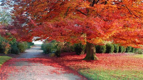 Download Fall Season Wilted Trees Wallpaper