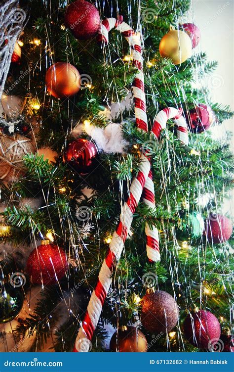 Candy Canes On Christmas Tree Stock Photo Image 67132682