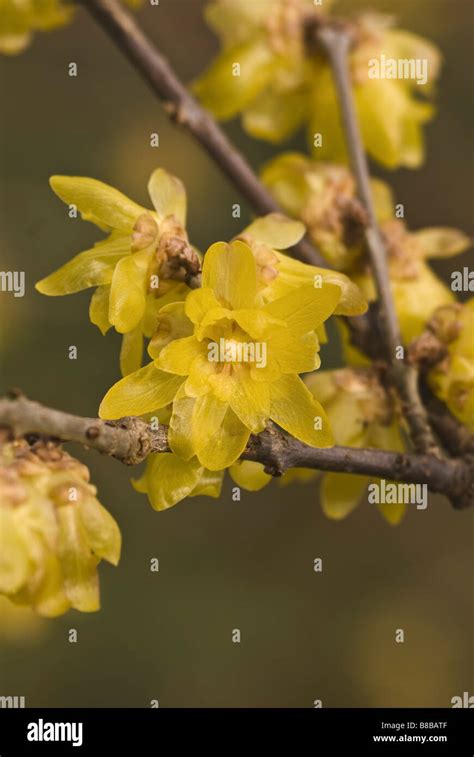 The Flowers Of Chimonanthus Praecox Var Luteus Syn Concolor