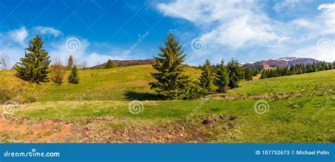 Panorama Of Spruce Forest On Grassy Hills Stock Image Image Of Dale