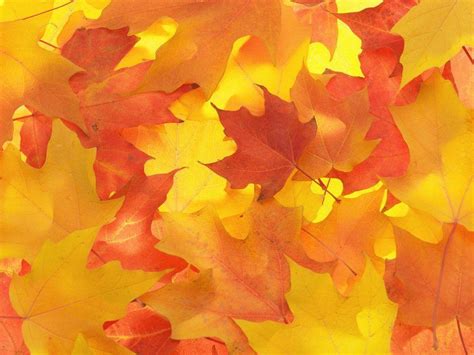 Fall Leaves Backgrounds Wallpaper Cave