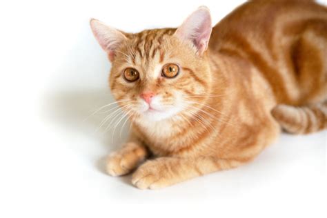 Orange Tabby Cats Facts Lifespan And Intelligence