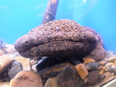 Researchers recognize four living species in two taxonomic genuses, cryptobranchus the japanese species is mostly uniform in color, while hellbender's skin has red mottling, and the chinese species' skin has lighter grey mottling. Japanese Giant Salamander in Kyoto