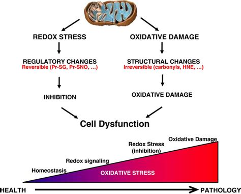 Illustration Of The Continuum Of Oxidative Stress In Health And
