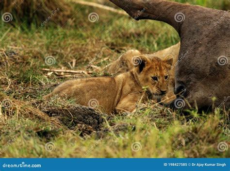Lion Cubs Near A Wildebeest Carcass Stock Image Image Of Wild Mara 198427585