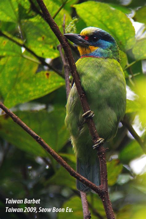 View endemic species research papers on academia.edu for free. ALL-WILD...: Taiwan Endemic Species