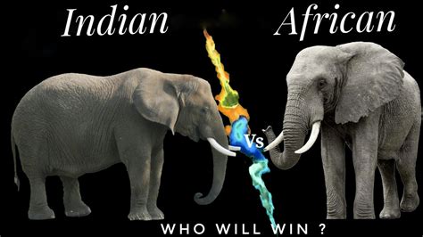 Difference Between Indian And African Elephant Indian Vs African