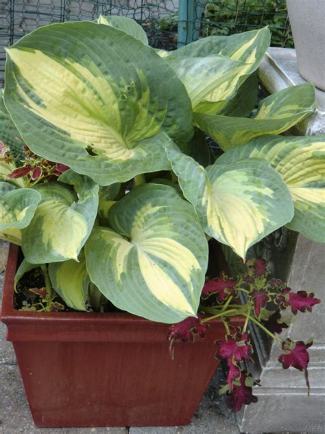 Great Expectations Hosta With Coleus In A Container Hostas Patio