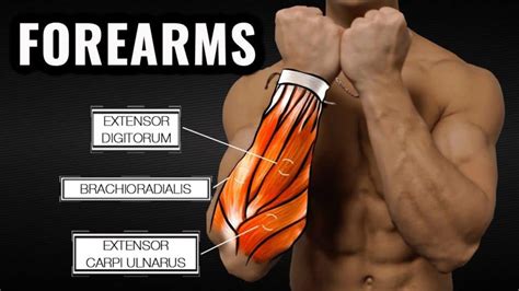 Great Forearm Workouts For Mass