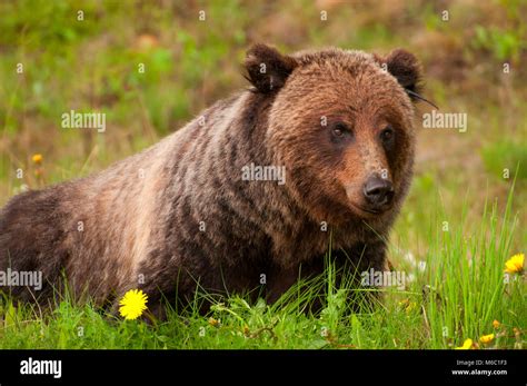 Grizzly Bear Banff National Park Alberta Canada Stock Photo Alamy