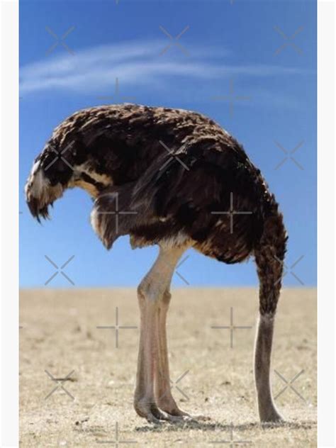 Ostrich Hiding His Head Sticker For Sale By Link2link Redbubble