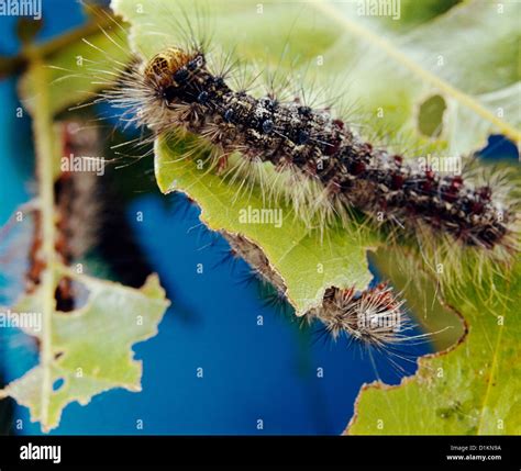 Gypsy Moth Porthetria Dispar Lymantria Dispar Larvae Feeding On Oak