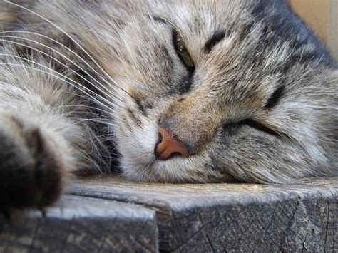 Sleeping Gray Cat Close Up Stock Photo Image Of Pretty 168722162