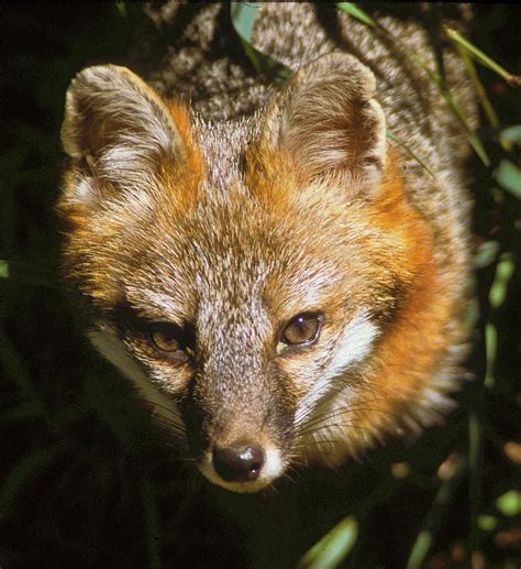 Gray Fox Predator Eye By John Burk