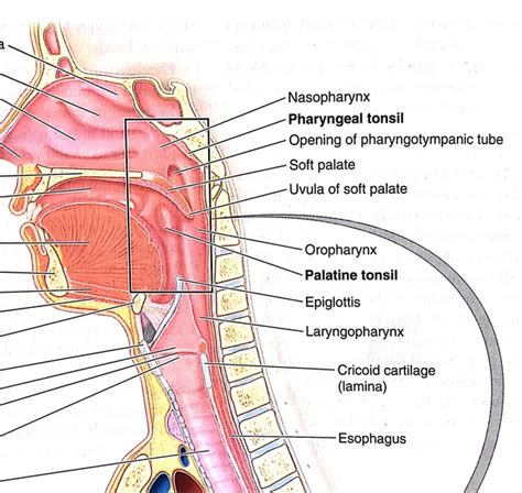 Parts Of Throat Diagram