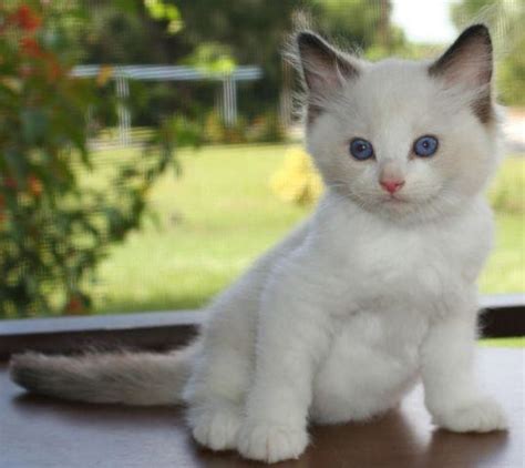 Our kittens are raised in our home with the utmost care and love, visit our cattery page for a home tour, until they are ready to meet and greet their new family. Genuine Ragdoll Kittens For Sale Adoption Supreme Grand ...