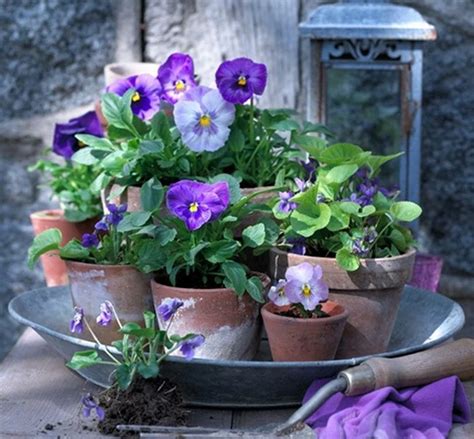 Pin By Bmarino On Garden Landscaping Pansies Garden Containers