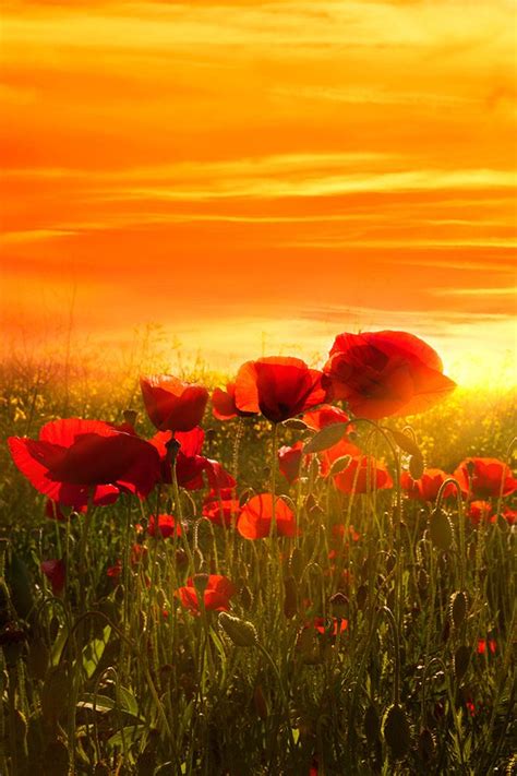 We did not find results for: Warm sunset | Beautiful nature, Beautiful landscapes ...