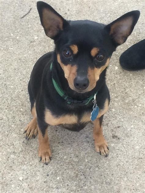 Chihuahua Miniature Pinscher Mix For Adoption Pets Lovers