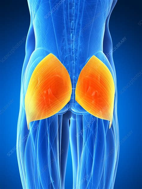 Human Buttock Muscles Artwork Stock Image F0095758 Science