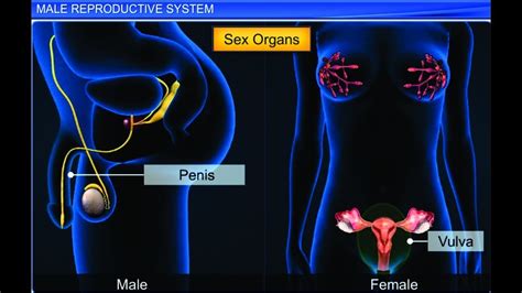 Male Reproductive System Diagram Without Labels