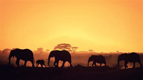 African Elephant Sunset Africa Silhouette Elephant