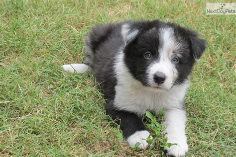 Lancaster puppies has collie breeders! Border Collie puppy for sale near St Louis, Missouri ...