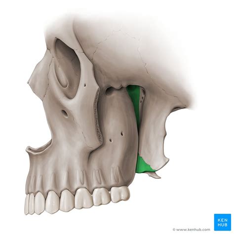 Palatine Bone Anatomy Borders And Development Kenhub