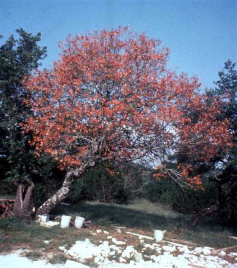Use them in commercial designs under lifetime, perpetual & worldwide rights. The Role of Red Oaks in the Oak Wilt Cycle | AustinTexas.gov