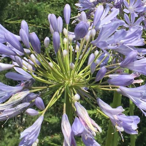 Blue Flowering Perennials For Uk Gardens Buy Online Uk